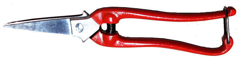 TIJERA PARA LIMPIAR UVA